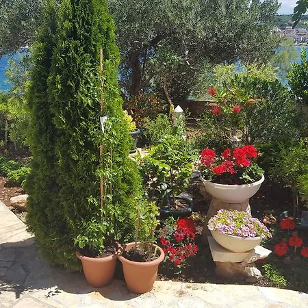 Iva تروغير